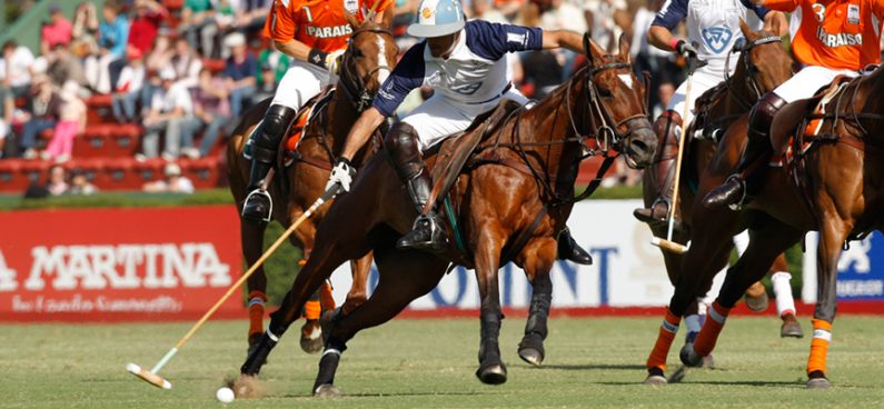 Polo Basics Characteristics