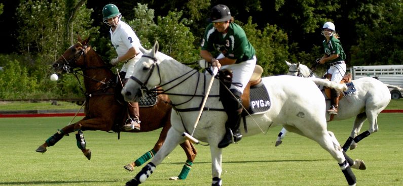 argentina polo pony