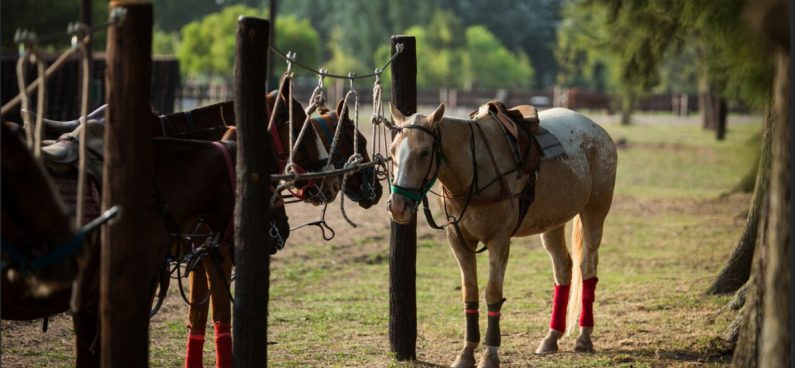 polo horses