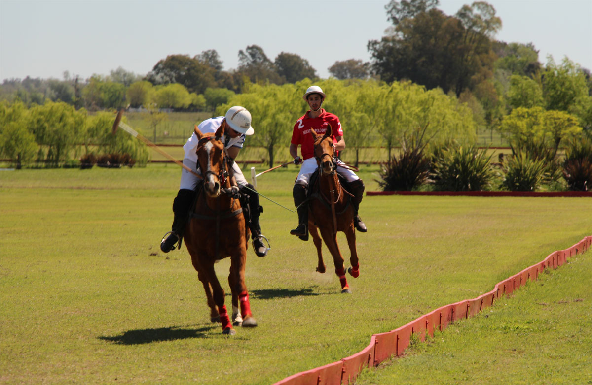 Horses exercises