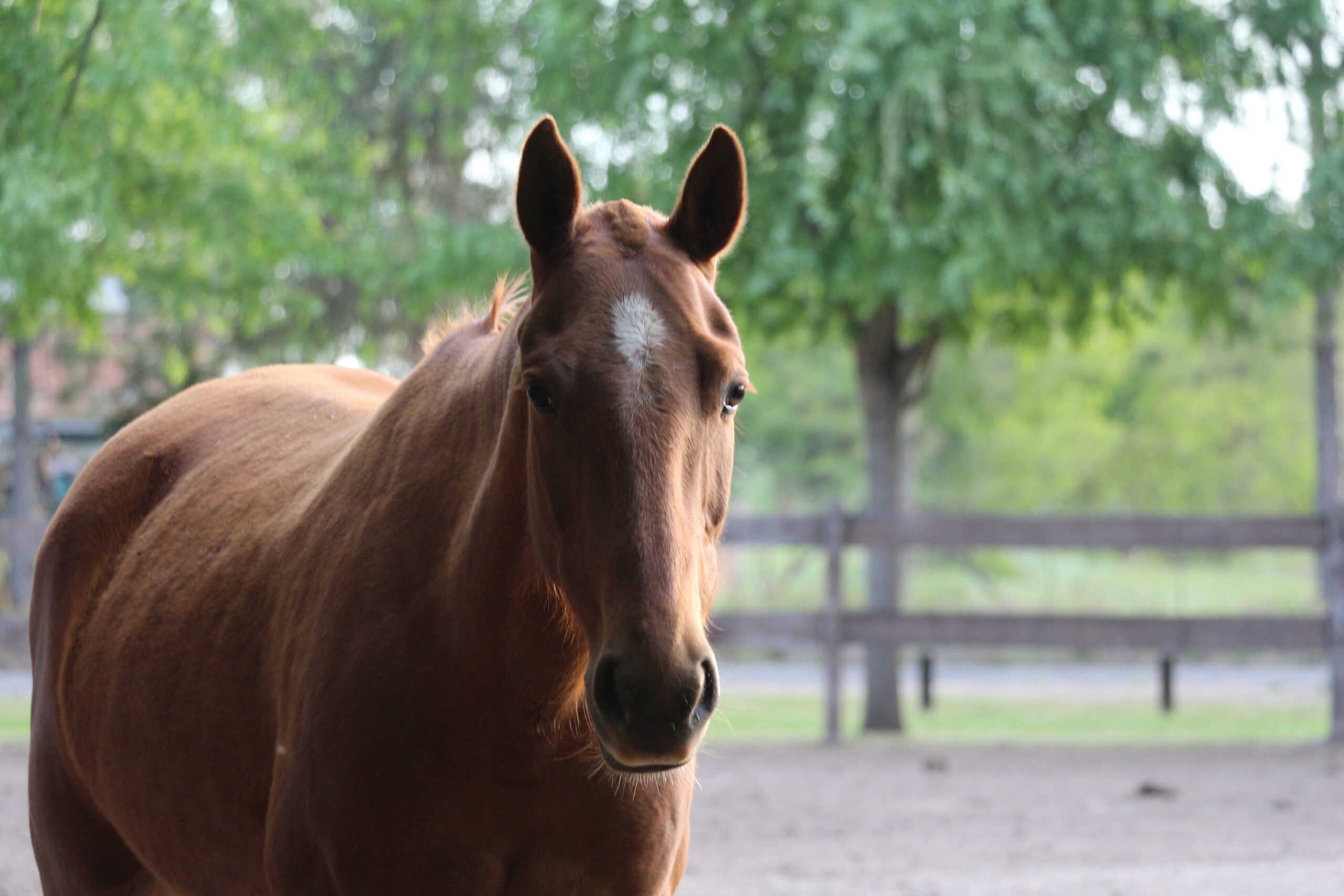 horses