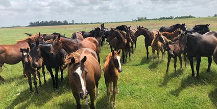 horse breeding