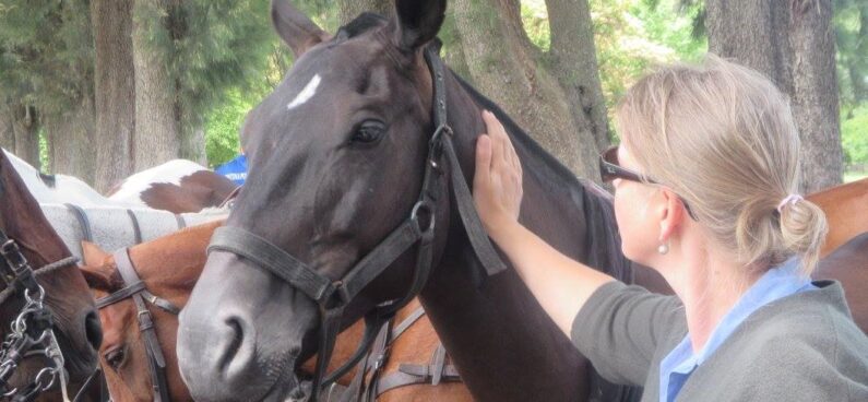 woman touching horse