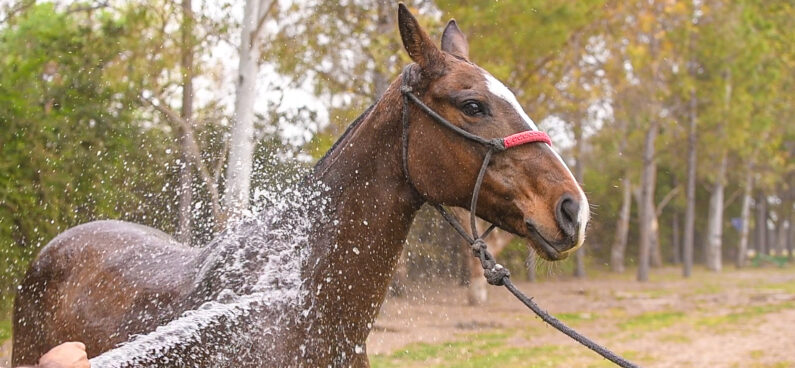 Horse shower