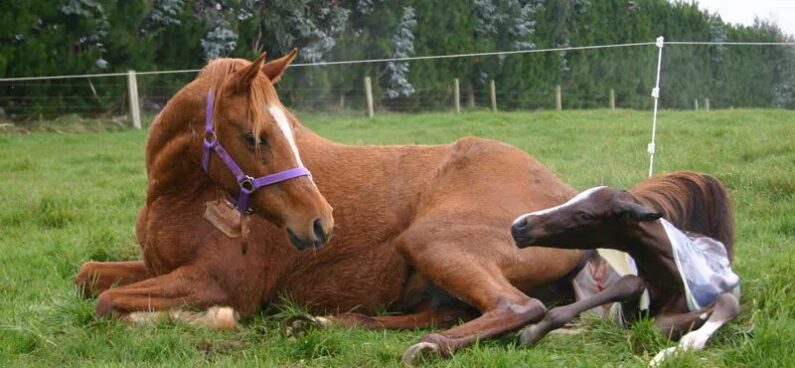 horse breeding embryonic technology argentina polo day