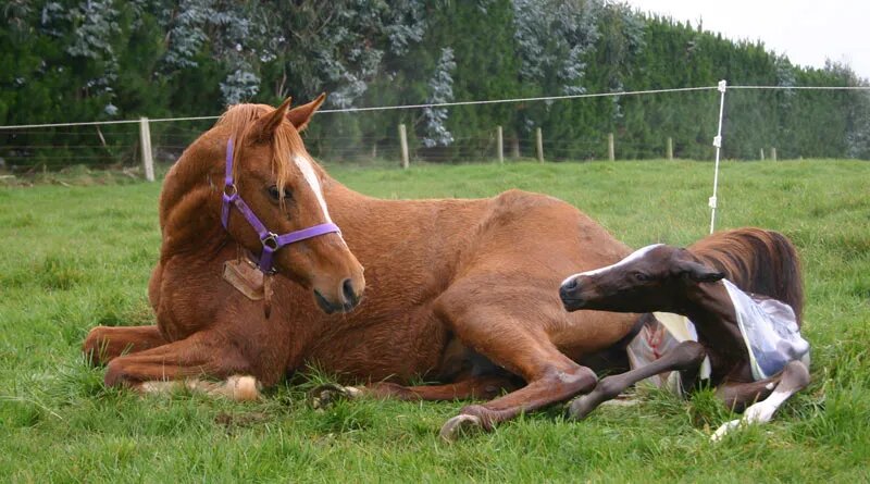 horse breeding embryonic technology argentina polo day