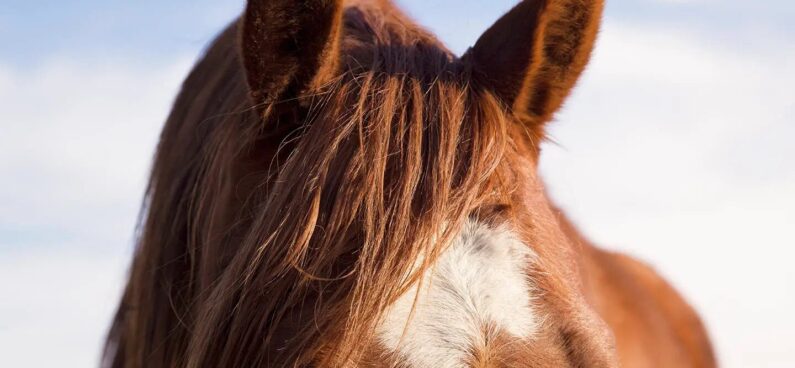 Horses sense of hearing